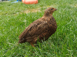 2 female rosetta coturnix quail