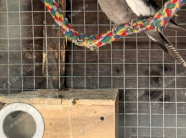 Grey cockatiels