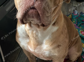 American bull cross