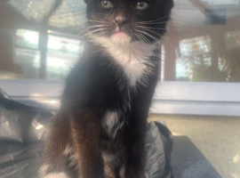 4 Kittens left