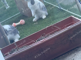 Rabbits 2