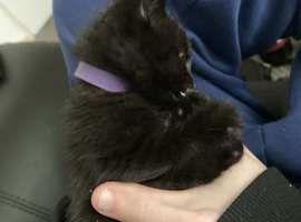 2 boy kittens