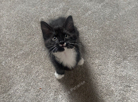 Kittens
