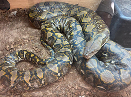Dwarf reticulated python