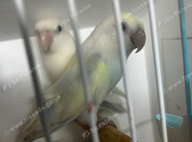 Love birds for sale