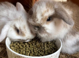 Mini lop rabbits for sale
