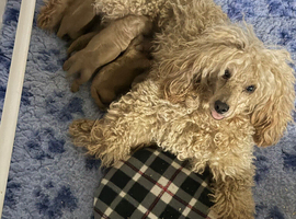 Stunning toy poodles