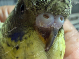 Young Budgies are available