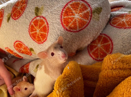 Selling young male rat and a bag of food