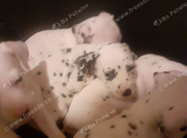 Pedigree Dalmatian puppies