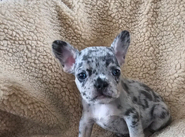 French bulldog puppies