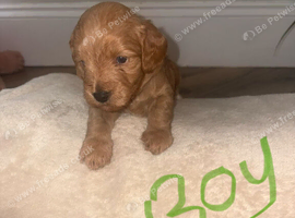 Beautiful cockapoo puppies for sale