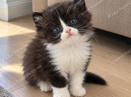 Persian kitten