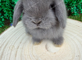 Purebred mini lops ready now
