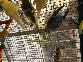 Budgies available