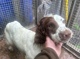 English springer spaniel