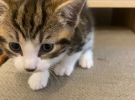 Kittens for sale