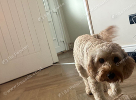 Cavapoo girl for rehome