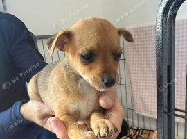 Norfolk terrier x Pomeranian 4 LEFT