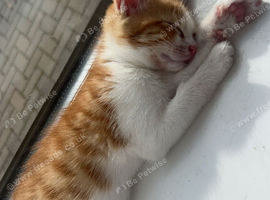 4 beautiful male kittens for sale
