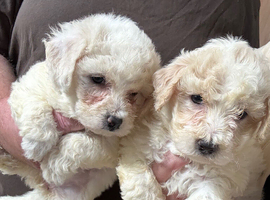 Adorable Bichion frise
