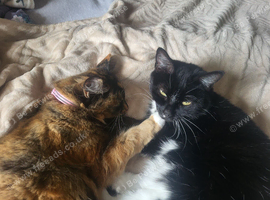 Bonded mum and daughter Kitty and Biscuit