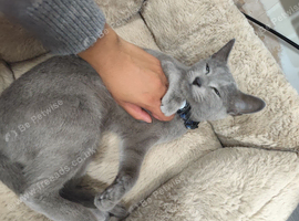 Russian blue female cat 2 years old extremely friendly  desensitised good with kids