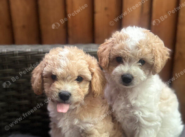 Puppies