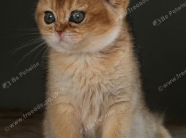 BSH Black Shaded Chinchilla Kittens