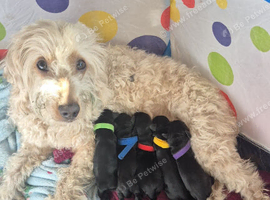 Cockapoo puppies