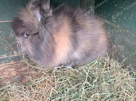 2 doe lionehead rabbit