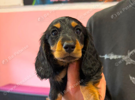 Kc long haired miniature dachshund