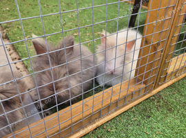 Teddy double maned lionheads