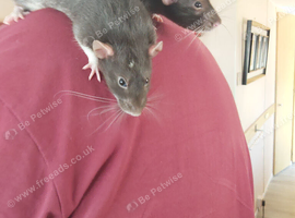 2 extremely tame male rats 5 months old