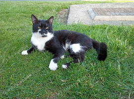 Outdoor cat male 2 years old