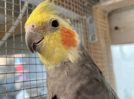 2yr old male Pearl cockatiel