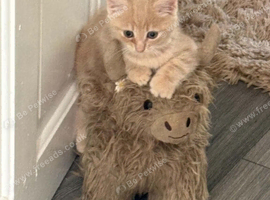 9 wk old kitten