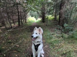 8 month old puppy Kaiser