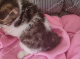 Lovely boy kitten