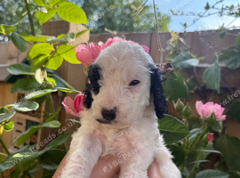Beautiful cockapoo puppies
