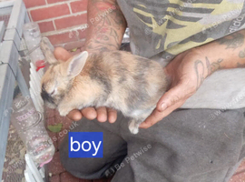 8 week old bunny for sale