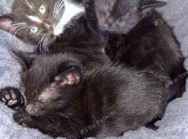 Kittens for sale