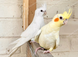 Price is for pair! Stunning cockatiels with DNA