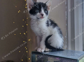 Kittens ready for homes