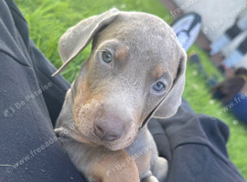 Doberman pup ready now
