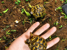 BABY HERMANNS TORTOISE & SET UPS