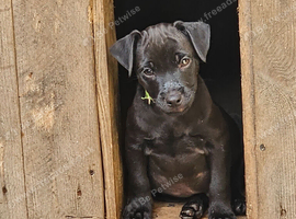 Patterdale Terriers Pups For Sale