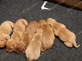 Kc registered Labradors puppies