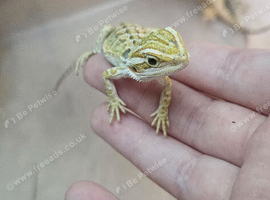 Baby bearded dragons citrus cross