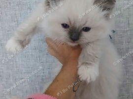 4 registered ragdoll boys